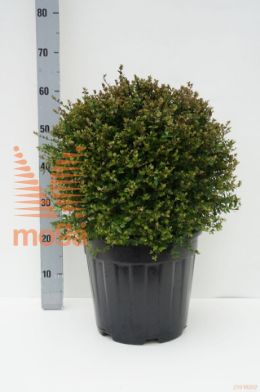 http://twentheplant.nl/tsd/93675_LOGCCGLO_VBL3035C15_1.jpg