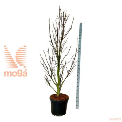 http://twentheplant.nl/tsd/55037_MASENTIN_9C55200225E_1.jpg
