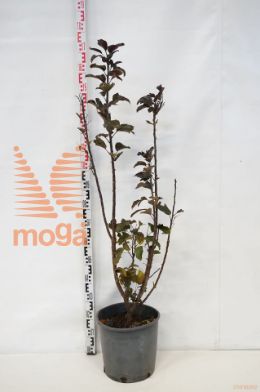 http://twentheplant.nl/tsd/93675_MATAROS_9c18125150_1.jpg