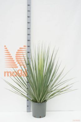 http://twentheplant.nl/tsd/500535_NONELSON_9C10_1.jpg