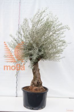 http://twentheplant.nl/tsd/500596_OLEHBLAN_VOBREF84_1.jpg