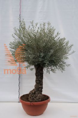 http://twentheplant.nl/tsd/500596_OLEHBLAN_VOBREF91_1.jpg