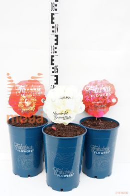 http://twentheplant.nl/tsd/71050_PALFFLOW_8P26_1.jpg