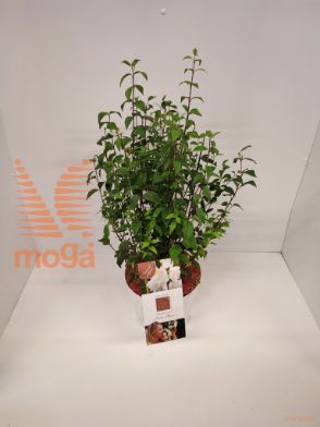 http://twentheplant.nl/tsd/51613_PHAALLUR_8P23050060_1.jpg