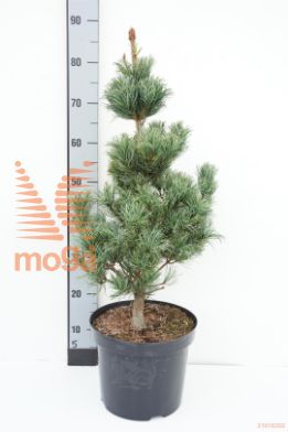 http://twentheplant.nl/tsd/94500_PIPBERGM_8P26050060_1.jpg
