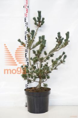 http://twentheplant.nl/tsd/88315_PIPSAPHI_9c10070080_1.jpg