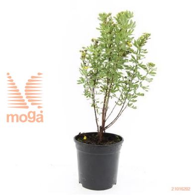 http://twentheplant.nl/tsd/54451_POFJVARI_8P15_1.jpg