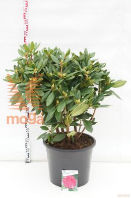 http://twentheplant.nl/tsd/55836_RHPABEAU_9c40080_1.jpg