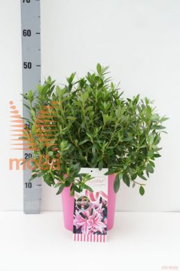 http://twentheplant.nl/tsd/67108_RHPSPIDE_8P21_1.jpg