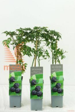 http://twentheplant.nl/tsd/61502_RUFOTHOR_8P17030040_2.jpg