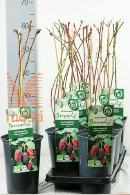 http://twentheplant.nl/tsd/61502_RUMTAYBE_8P19040050_1.jpg
