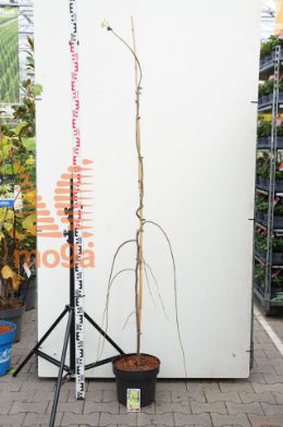 http://twentheplant.nl/tsd/58250_CECGFALL_9c10150175_1.jpg