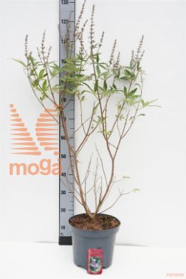 http://twentheplant.nl/tsd/82088_VIACLATI_8P26060080_1.jpg
