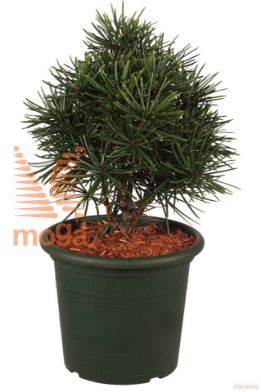 http://twentheplant.nl/tsd/70850_SCVKMAKI_8P23030040_1.jpg