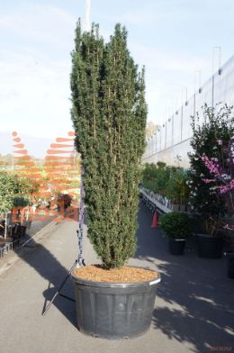 http://twentheplant.nl/tsd/93201_TABPIRAT_9C28522525S_1.jpg