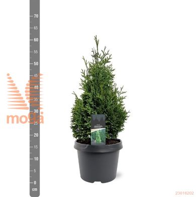 http://twentheplant.nl/tsd/55938_THOHURRI_8p19040050_1.jpg
