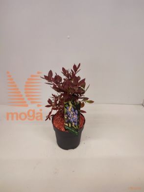 http://twentheplant.nl/tsd/51613_VACPPEAR_8P14025030_1.jpg