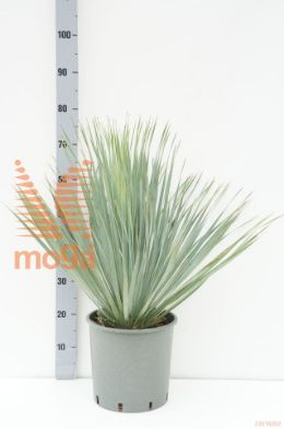 http://twentheplant.nl/tsd/500535_YURBBLUE_9C10_1.jpg