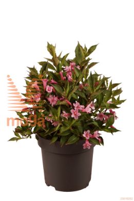 http://twentheplant.nl/tsd/70850_WEFPPOPP_8P19030040_1.jpg