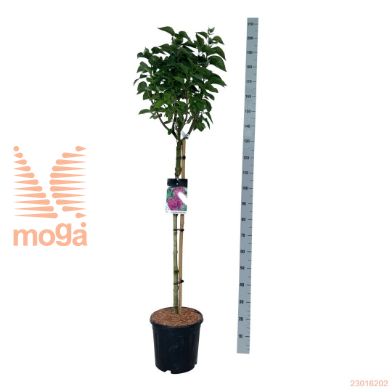 http://twentheplant.nl/tsd/55037_SYVALSPA_s090c15_2.jpg