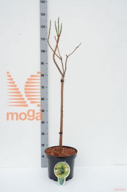 http://twentheplant.nl/tsd/93806_TADPMINA_S060P263JR_1.jpg