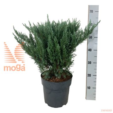 http://twentheplant.nl/tsd/55037_JUPBCHIF_8P24040050_1.jpg