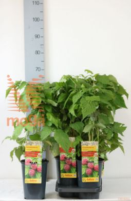 http://twentheplant.nl/tsd/61502_RUIAHPRI_8P19040060_2.jpg