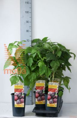http://twentheplant.nl/tsd/61502_RUIAPPRI_8P19040060_2.jpg