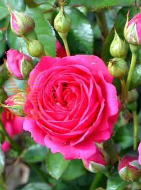 http://twentheplant.nl/tsd/74813_ROKFUCHS_8P19_1.jpg