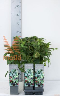 http://twentheplant.nl/tsd/61502_RULBPRIN_8P17030040_2.jpg