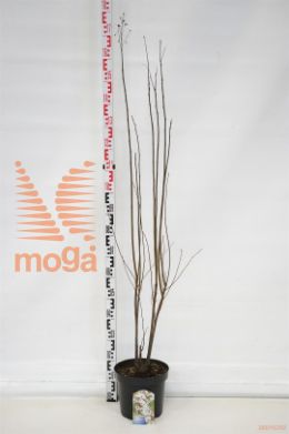 http://twentheplant.nl/tsd/82088_AMOVALIS_8P26100125_1.jpg