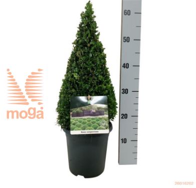 http://twentheplant.nl/tsd/55028_BUSEMPER_P4050P21A_1.jpg