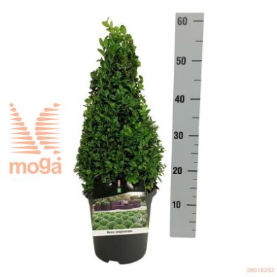http://twentheplant.nl/tsd/55028_BUSEMPER_P3040P19A_1.jpg