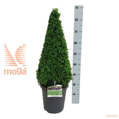 http://twentheplant.nl/tsd/55028_BUSEMPER_P6070P26A_1.jpg