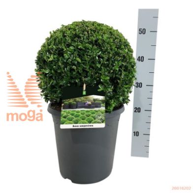 http://twentheplant.nl/tsd/55028_BUSEMPER_VBL3035P26A_1.jpg