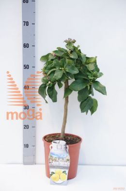http://twentheplant.nl/tsd/500469_CILIMON_S020P19_1.jpg