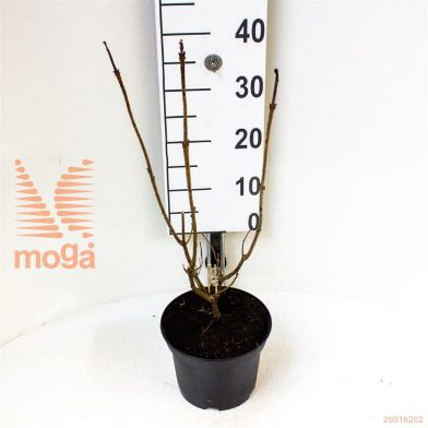 http://twentheplant.nl/tsd/55802_CLBUNGEI_8p19040060_1.jpg