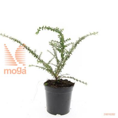 http://twentheplant.nl/tsd/54451_COCDECOR_8P15_1.jpg