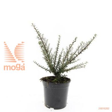 http://twentheplant.nl/tsd/54451_COTMICRO_8P15_1.jpg