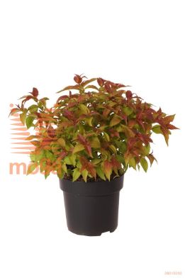 http://twentheplant.nl/tsd/70850_DISESSIL_8P23030040_1.jpg