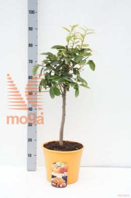http://twentheplant.nl/tsd/500584_DIKAKI_S030P26_1.jpg