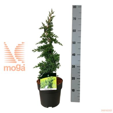 http://twentheplant.nl/tsd/70712_JUPNANA_VP4050P21_1.jpg