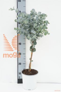 http://twentheplant.nl/tsd/500469_EUGUNNII_S030P17_1.jpg