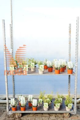 http://twentheplant.nl/tsd/85690_EUFORTUN_8P13015020_1.jpg
