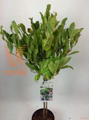 http://twentheplant.nl/tsd/56050_MASTELLA_S050P19_1.jpg