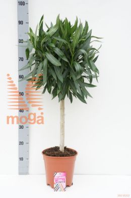 http://twentheplant.nl/tsd/500582_NEOLEAND_S040P23_1.jpg