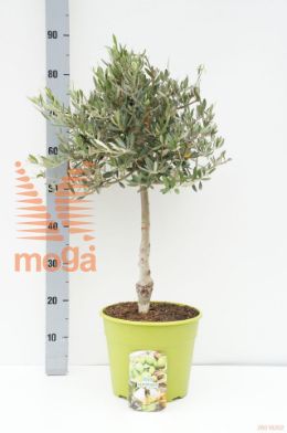 http://twentheplant.nl/tsd/500584_OLEUROPA_S030P26_1.jpg