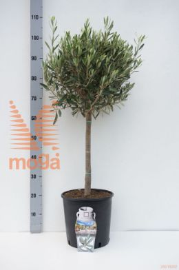 http://twentheplant.nl/tsd/500469_OLEUROPA_S040P23_1.jpg