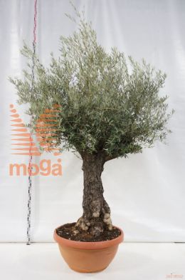 http://twentheplant.nl/tsd/500583_OLEUROPA_S0807080C180_1.jpg