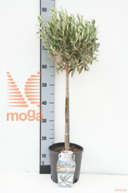 http://twentheplant.nl/tsd/500469_OLEUROPA_S040P18_1.jpg